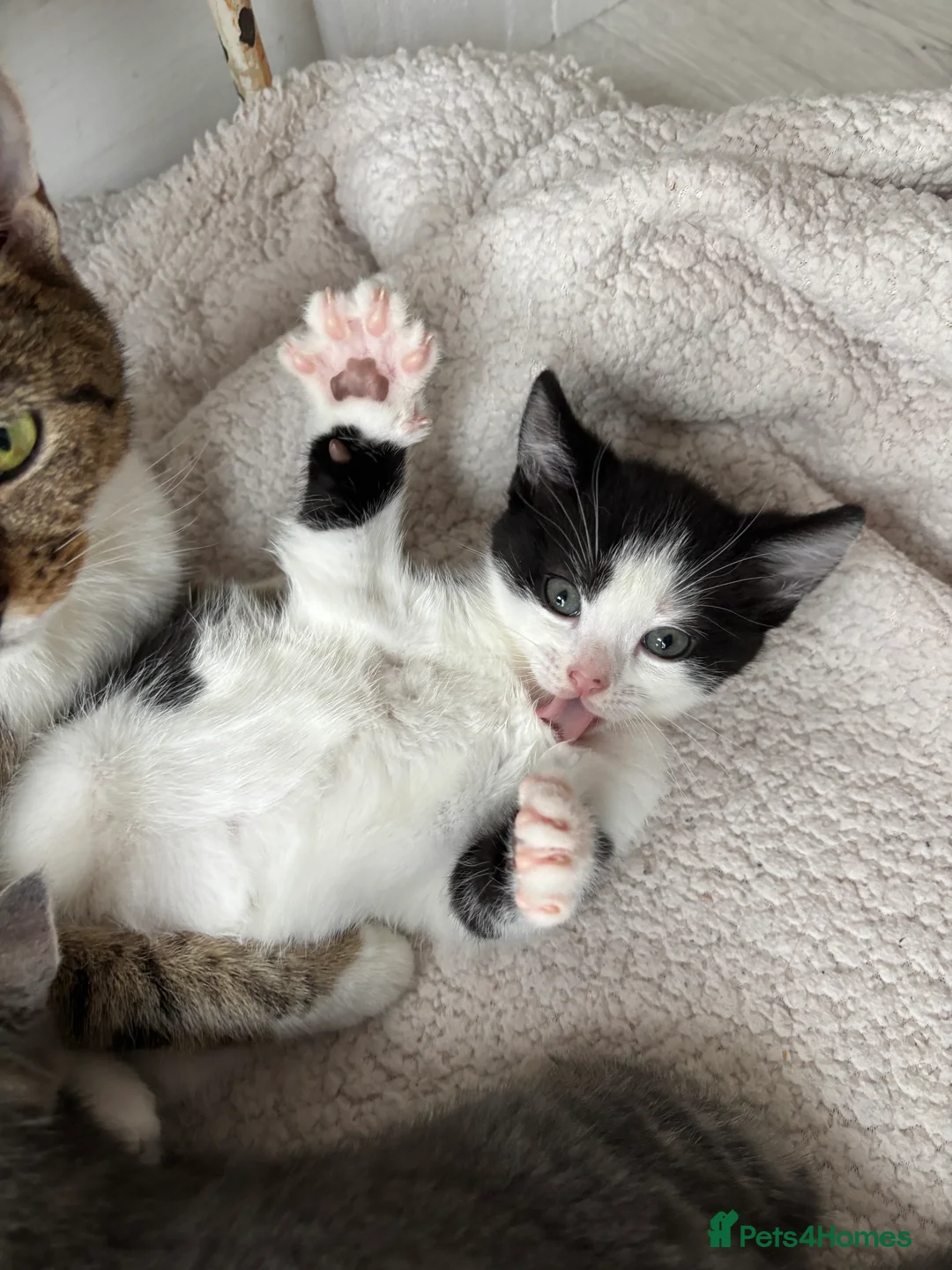 Mixed Breed cats for sale: Loving kittens looking for their forever homes 🐾 - Advert 4