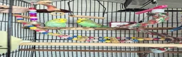 Budgerigars birds for sale: Pair of two budgies and cage - Advert 17