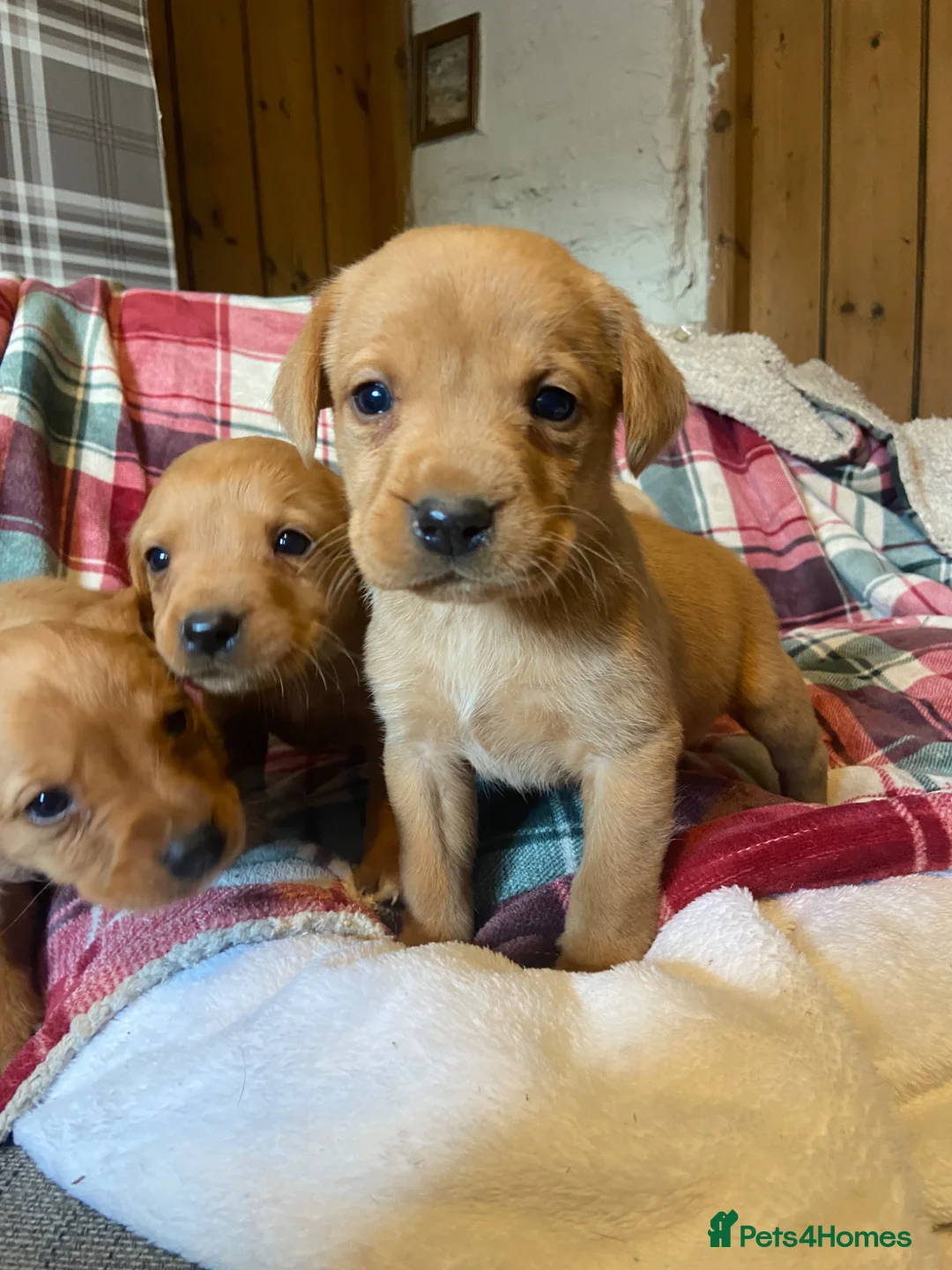 Labrador Retriever dogs for sale: ✨ Exceptional Golden Labrador Retriever Puppies - Advert 1