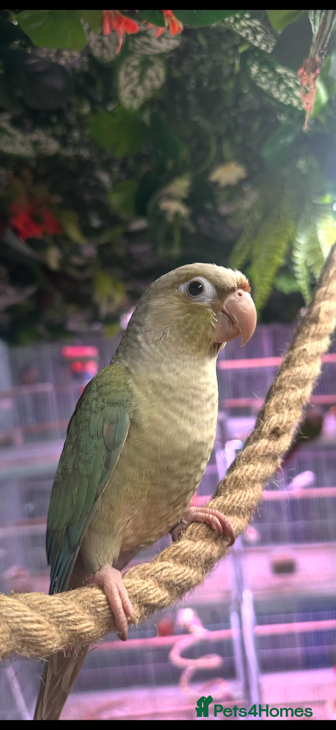Conures birds for sale: Hand reared Green cheek conure  - Advert 3