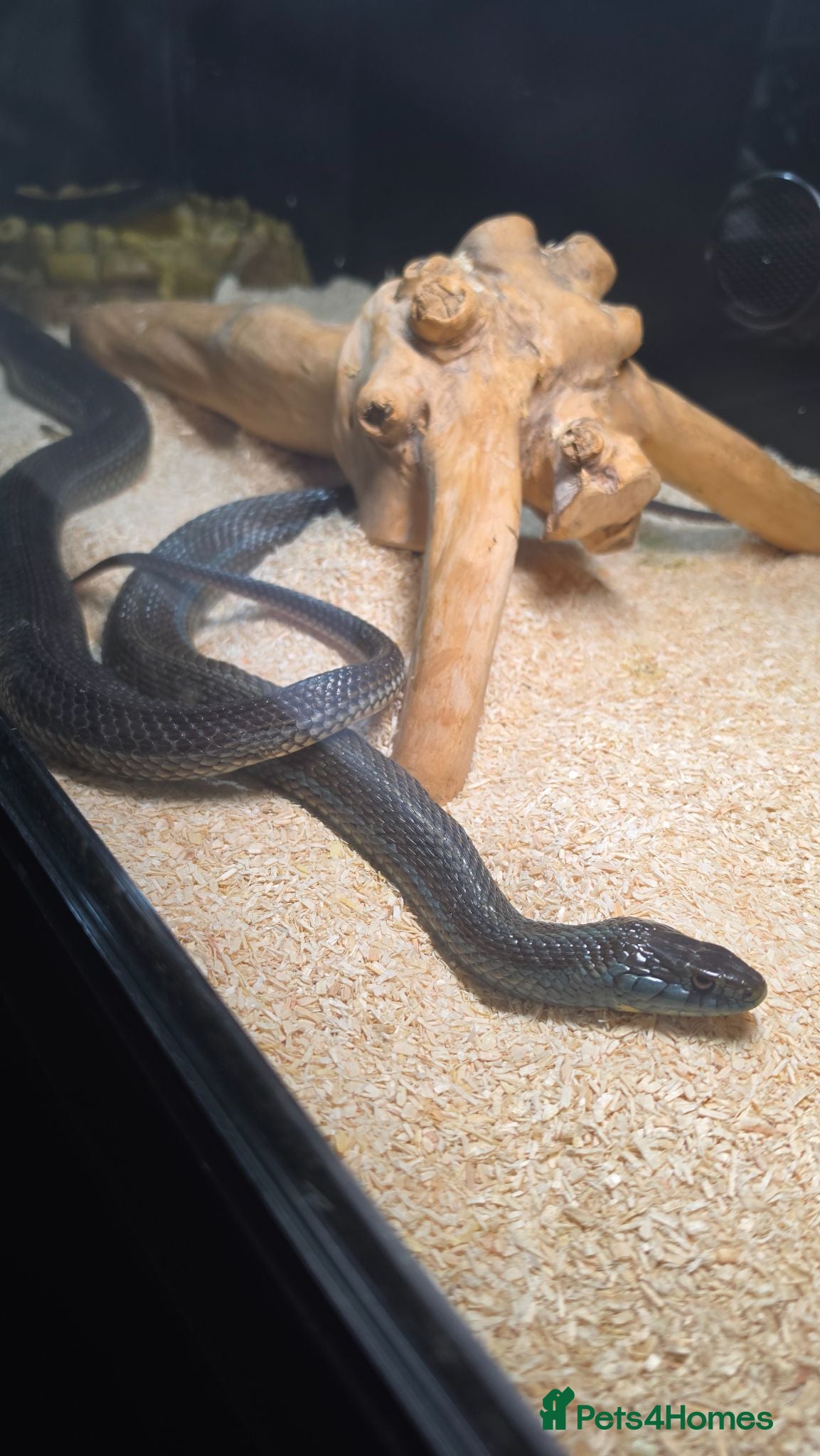 Garter Snake reptiles 2 garter snakes  - Advert 5