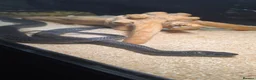 Garter Snake reptiles for sale: 2 garter snakes  in Sheffield - Advert 1