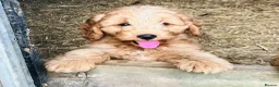 Cockapoo dogs for sale: Beautiful Cockapoos - Advert 14