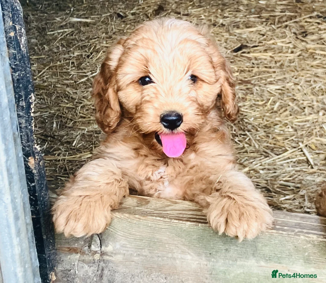 Cockapoo dogs for sale: Beautiful Cockapoos - Advert 14
