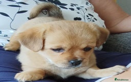 Maltipoo dogs for sale: Maltipoo - Image 6