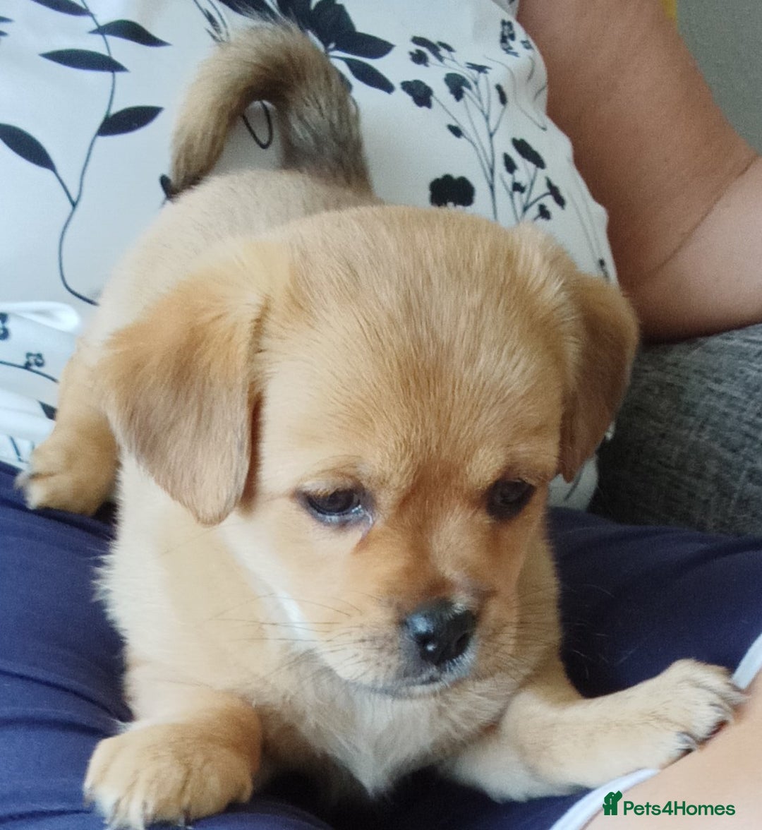 Maltipoo dogs for sale: Maltipoo - Image 6