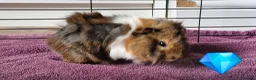 Guinea Pig rodents for sale: Beautiful funky guinea pigs - Advert 29