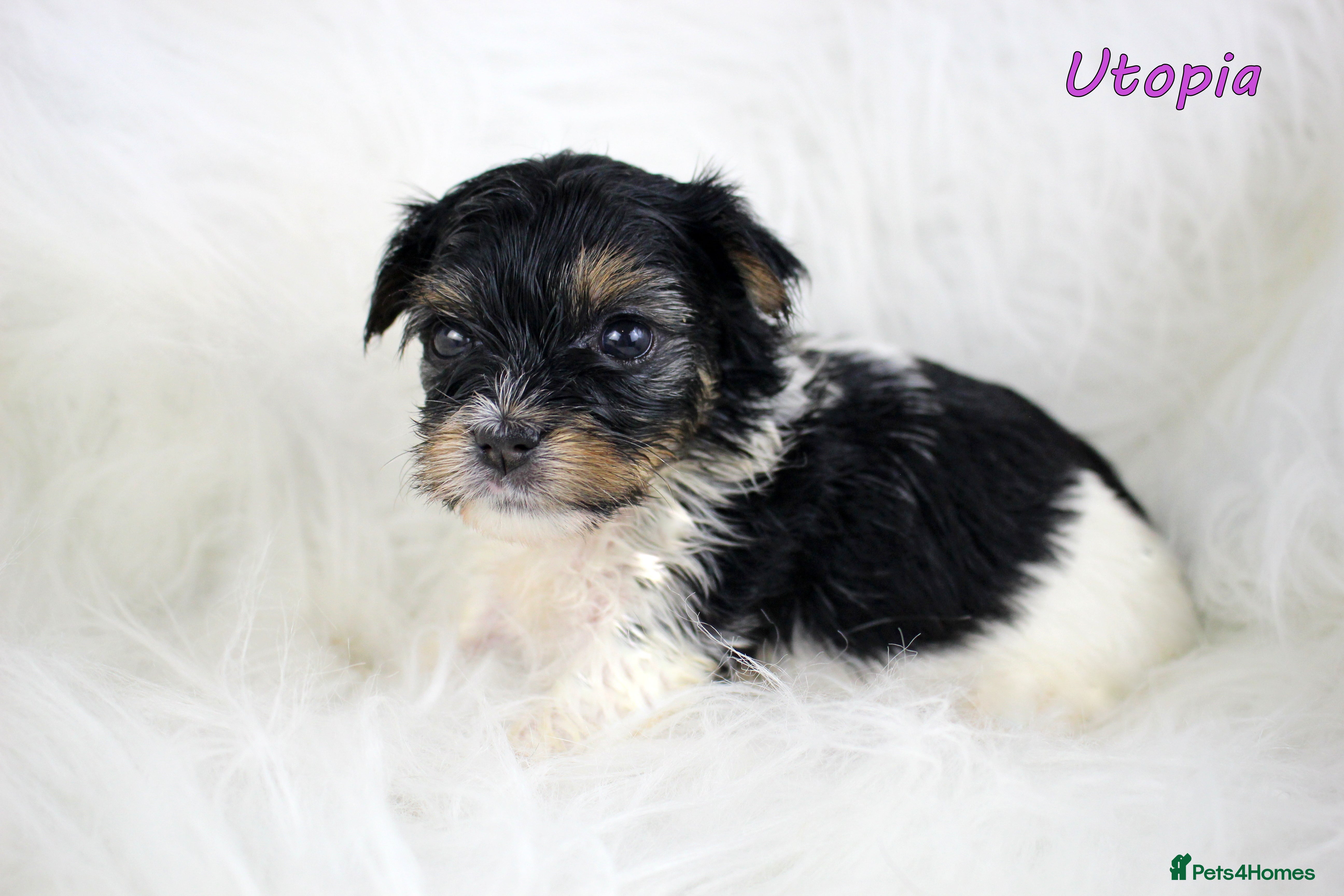 Yorkshire Terrier dogs ✨ Stunning Biewer & Merle Yorkies – Ready Apr 25 ✨ - Advert 1