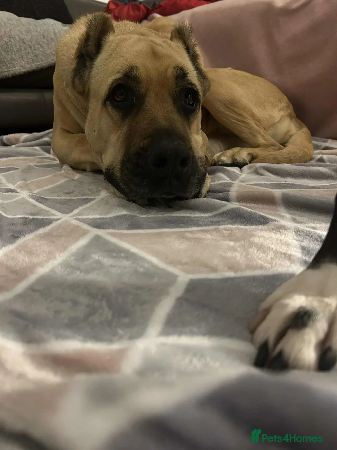 Mixed Breed dogs for adoption: Emma needs a foster or forever home - Advert 4