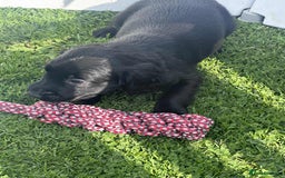 Mixed Breed dogs for sale: ** Spangold Retrievers ** - Image 17
