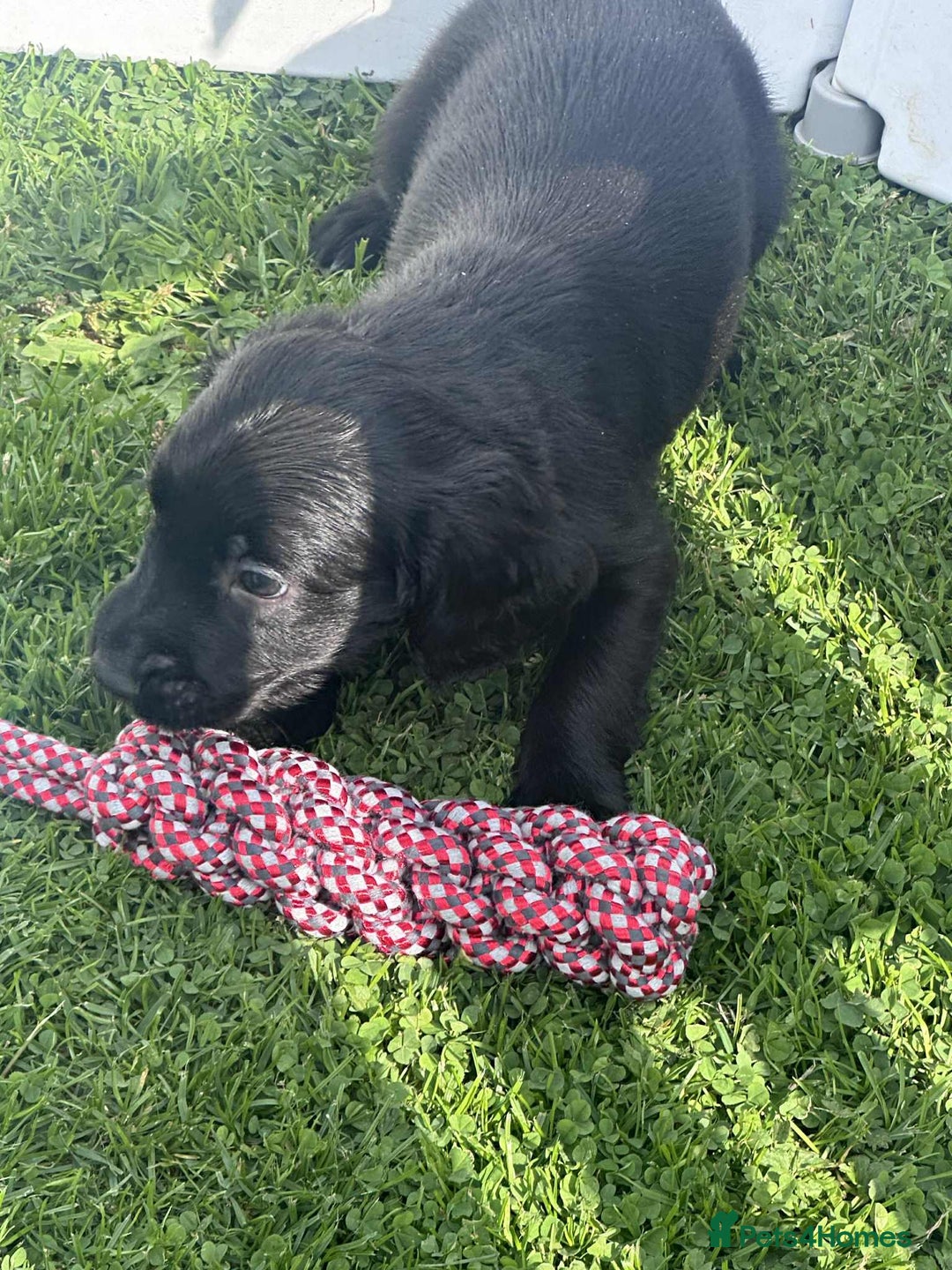 Mixed Breed dogs for sale: ** Spangold Retrievers ** - Image 17