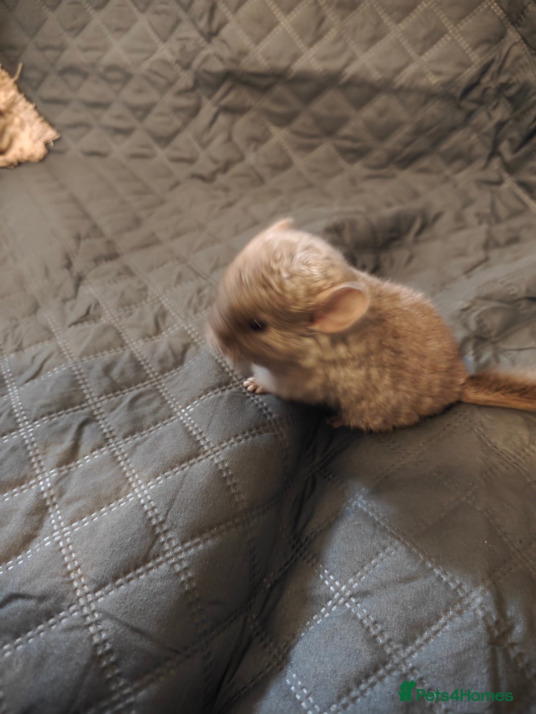 Chinchilla rodents for sale: male chinchilla  - Image 2