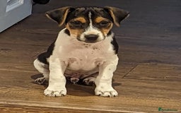 Jack Russell dogs for stud: Stunning Jack Russell for stud - Image 2