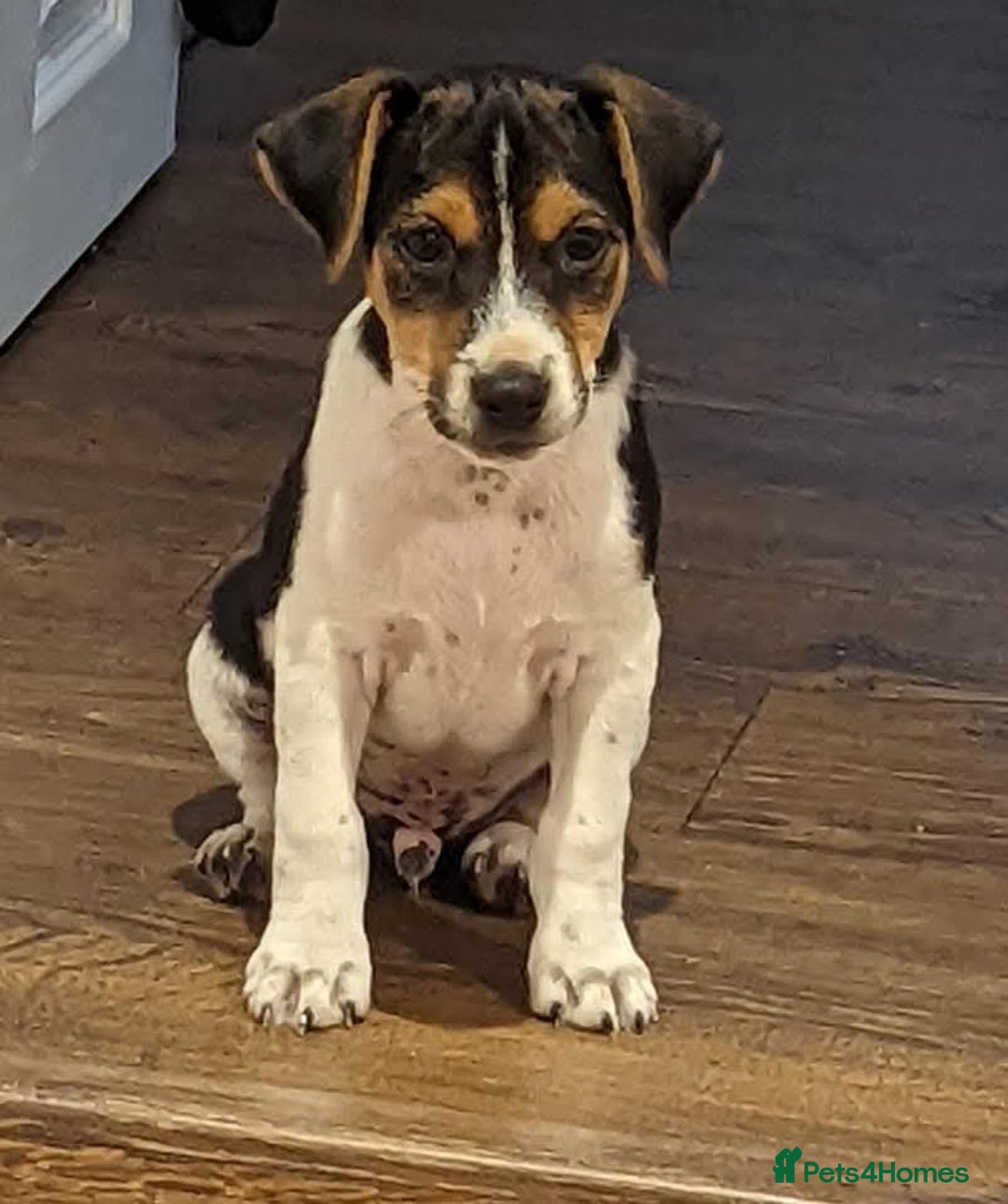 Jack Russell dogs for stud: Stunning Jack Russell for stud - Image 2