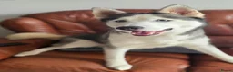 Siberian Husky dogs for sale: Beautiful Siberian husky female - Advert 3