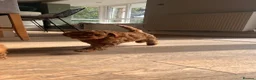 Cockapoo dogs for sale: Outstanding cockapoo puppies  - Advert 28