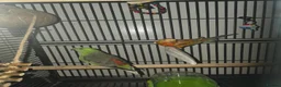 Parakeets birds for sale: Red bumped parakeets  in Lancaster - Advert 2