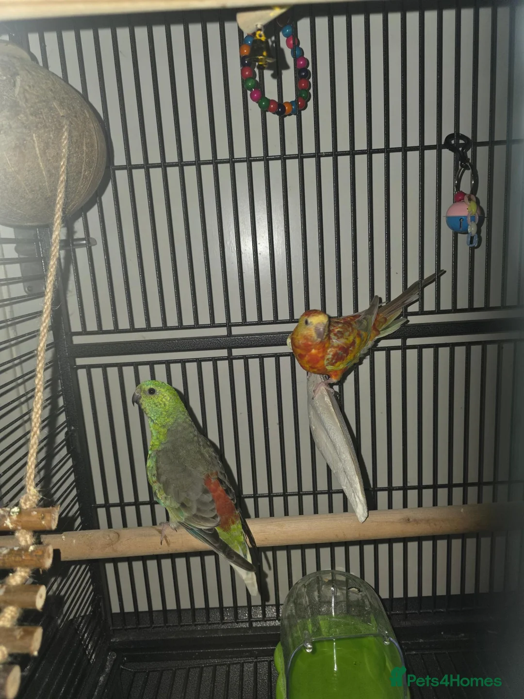 Parakeets birds for sale: Red bumped parakeets  in Lancaster - Advert 2
