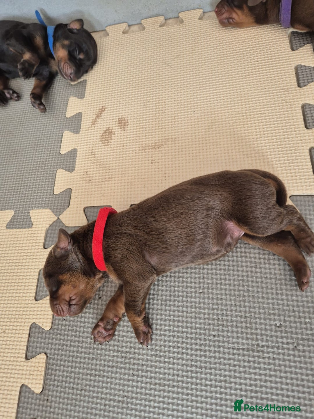 Dobermann dogs for sale: Stunning Dobermann puppies in Nottingham - Image 17
