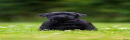 Giant Schnauzer dogs for sale: TRUE QUALITY GIANT SCHNAUZER PUPPIES - Advert 2