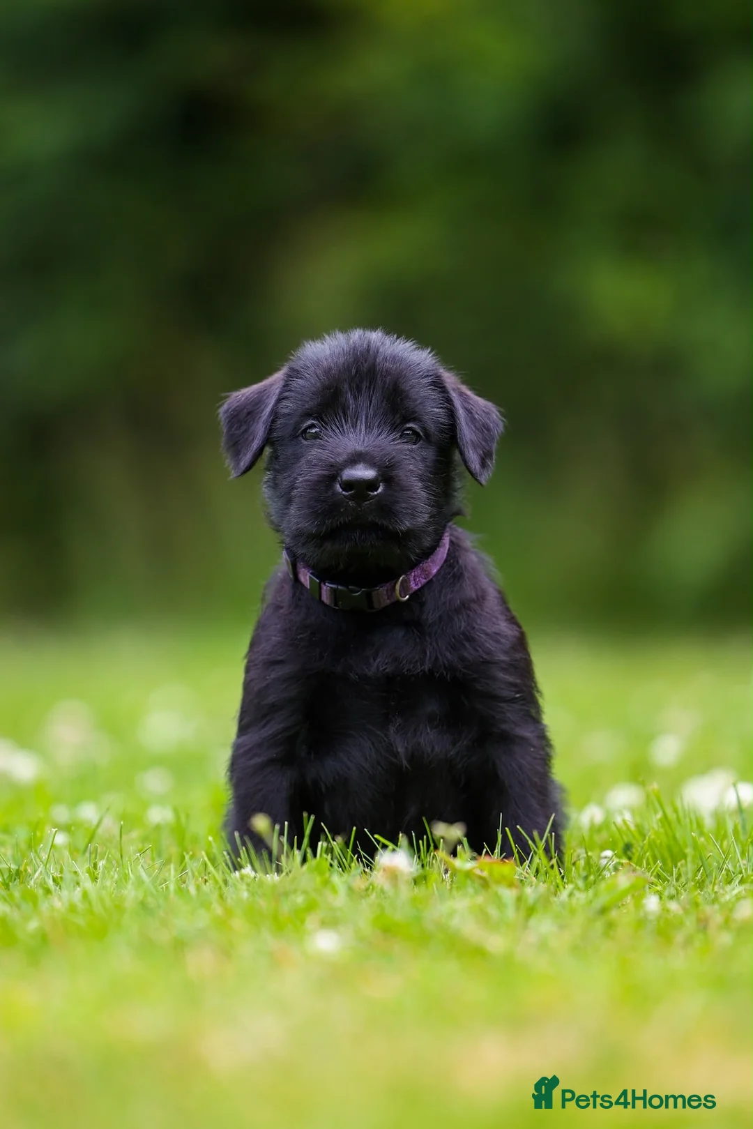 Giant Schnauzer dogs for sale: TRUE QUALITY GIANT SCHNAUZER PUPPIES - Advert 2