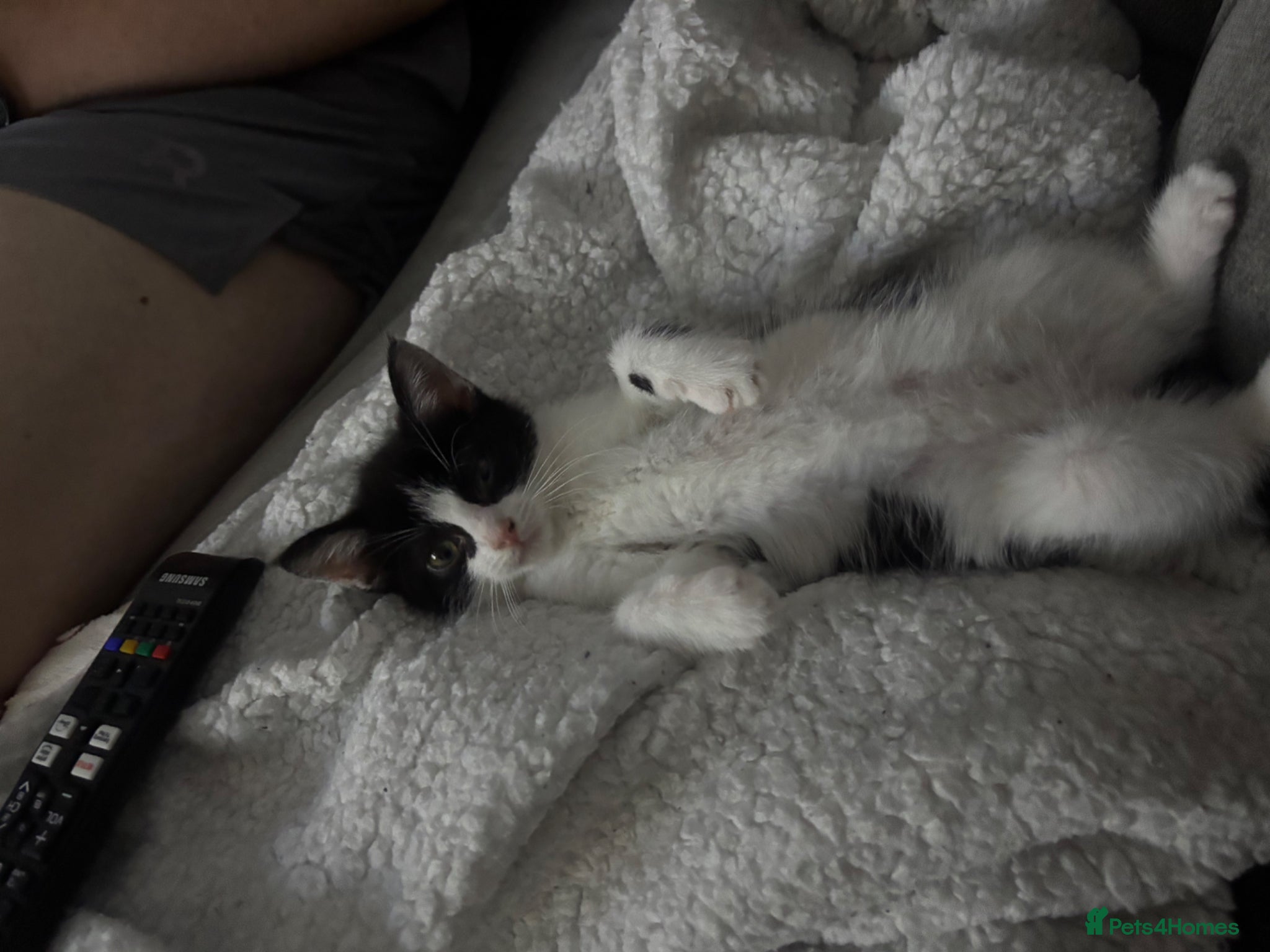 Mixed Breed cats for sale: Female kitten - Advert 4