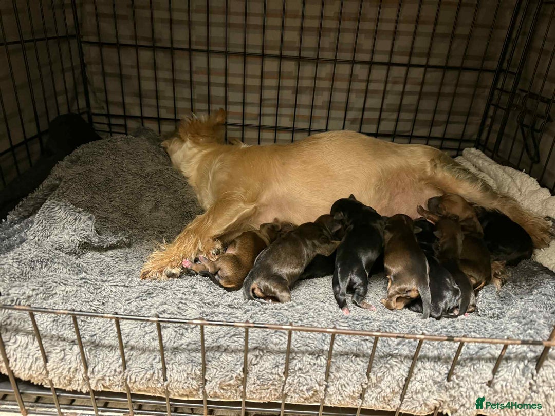 Yorkshire Terrier dogs for sale: Yorkshire Terrier  - Advert 21