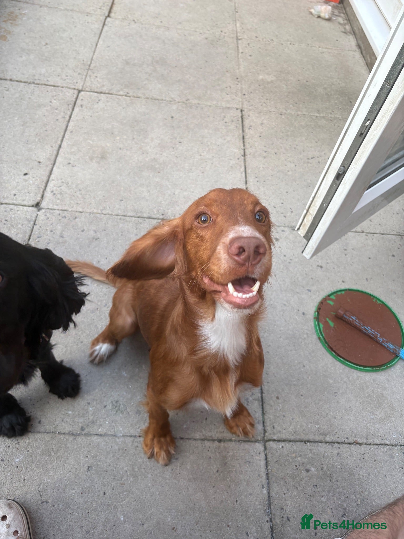 Cocker Spaniel dogs Red cocker for stud - Advert 1