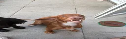 Cocker Spaniel dogs for stud: Red cocker for stud in Alfreton - Advert 1