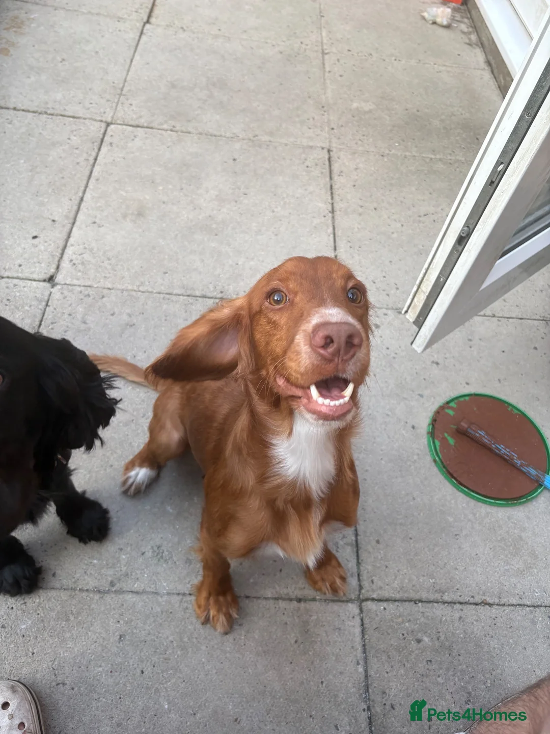 Cocker Spaniel dogs for stud: Red cocker for stud in Alfreton - Advert 1
