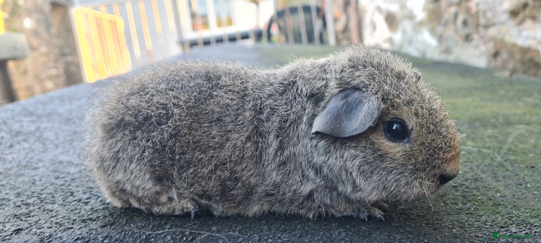Guinea Pig rodents for sale: Male guinea pigs - Image 16