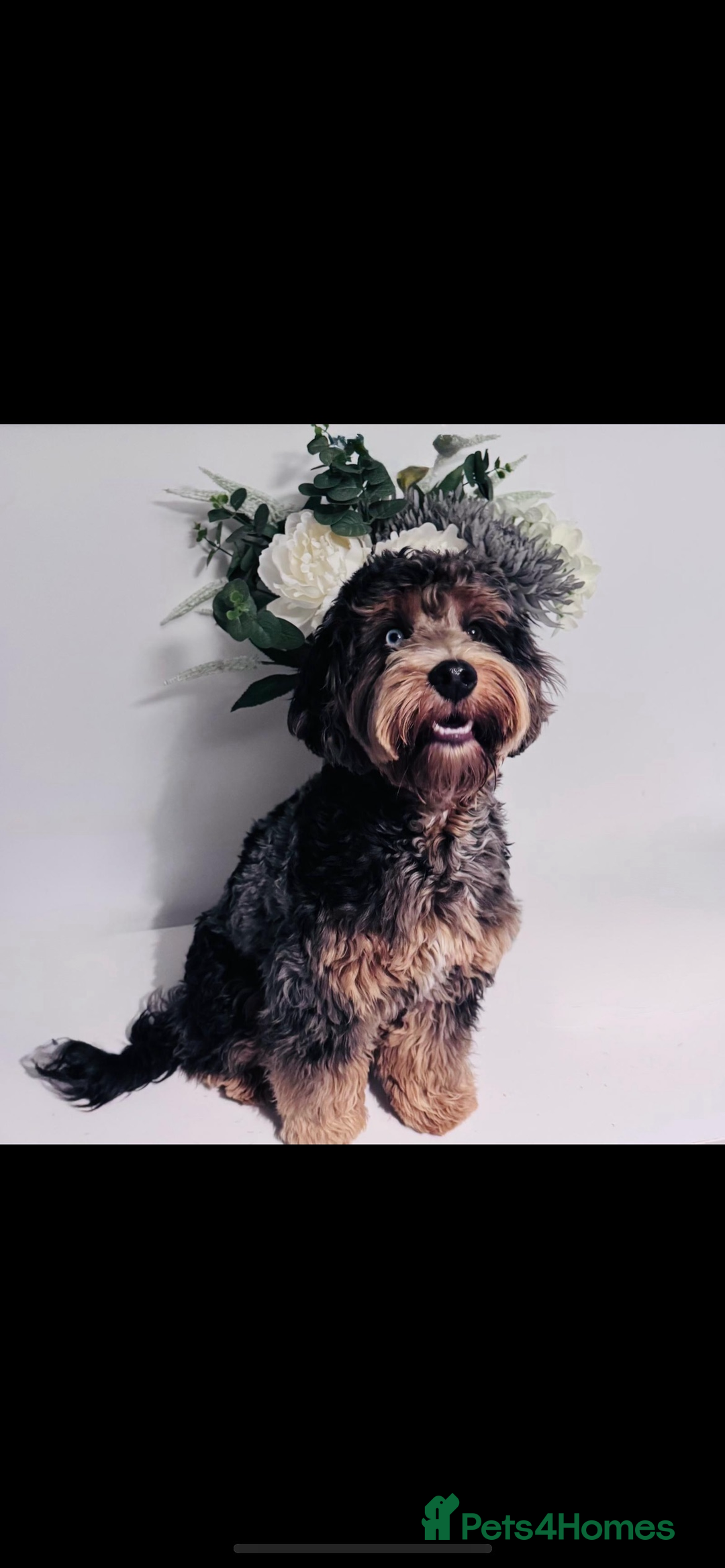 Cockapoo dogs for stud: Merle cockapoo stud - Image 1