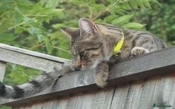 Bengal cats for sale: 🐾 BeautifulBengal Cat for Sale — Meet Cricket 🐾 - Image 6