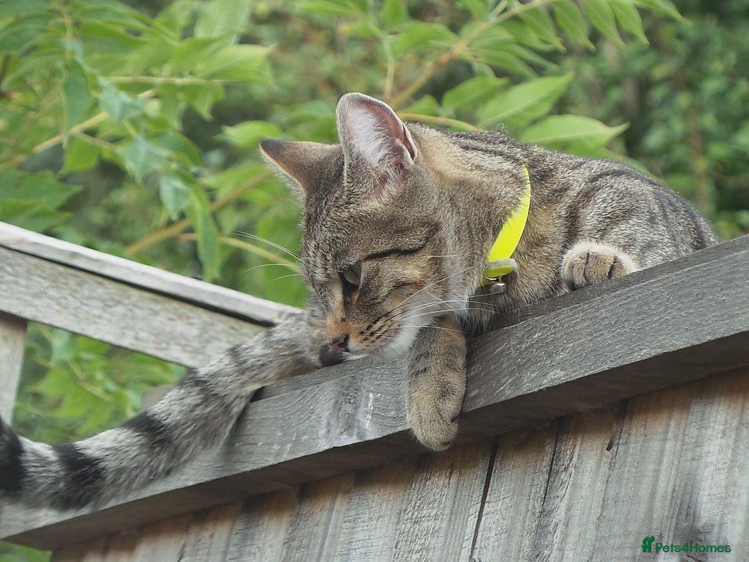 Bengal cats for sale: 🐾 BeautifulBengal Cat for Sale — Meet Cricket 🐾 - Image 6