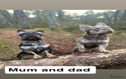 French Bulldog dogs for sale: 2 girls looking for forever home - Image 9