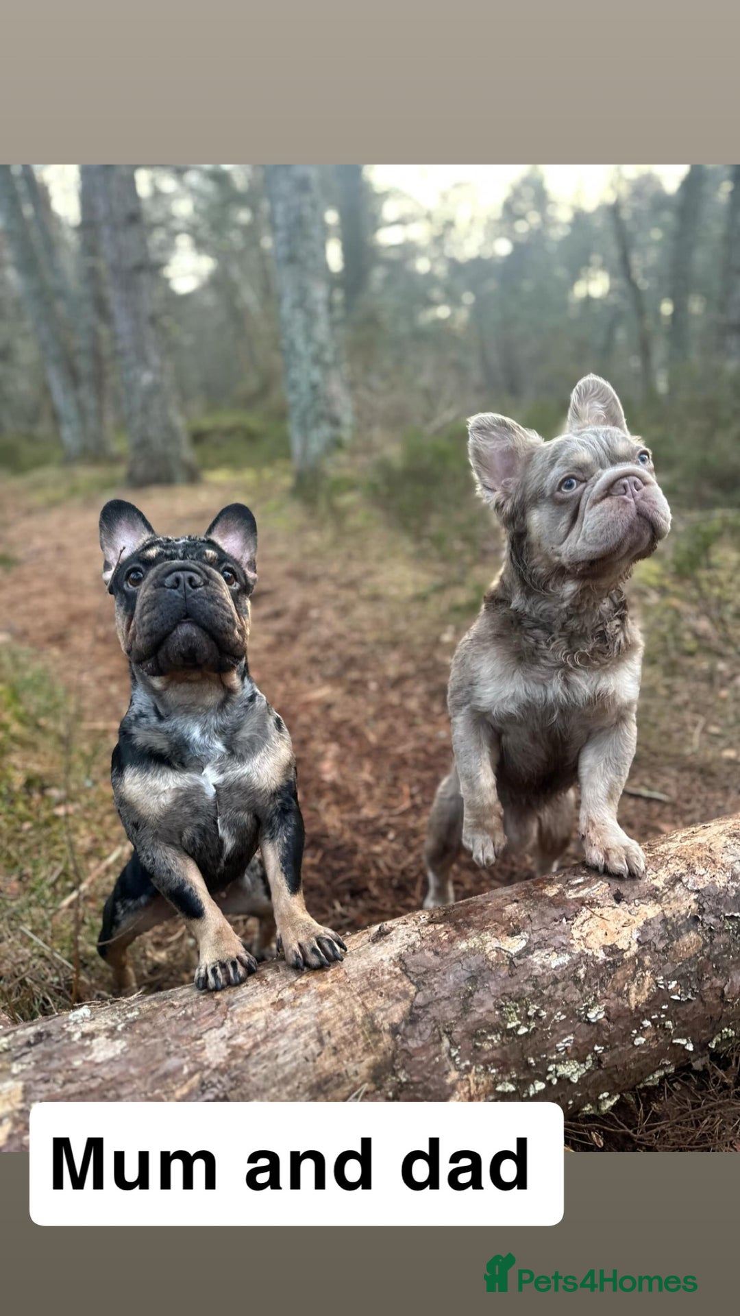 French Bulldog dogs for sale: 2 girls looking for forever home - Image 9