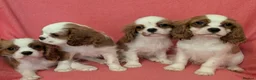 Cavalier King Charles Spaniel dogs for sale: Gorgeous Cavalier King Charles Spaniel puppies - Advert 4