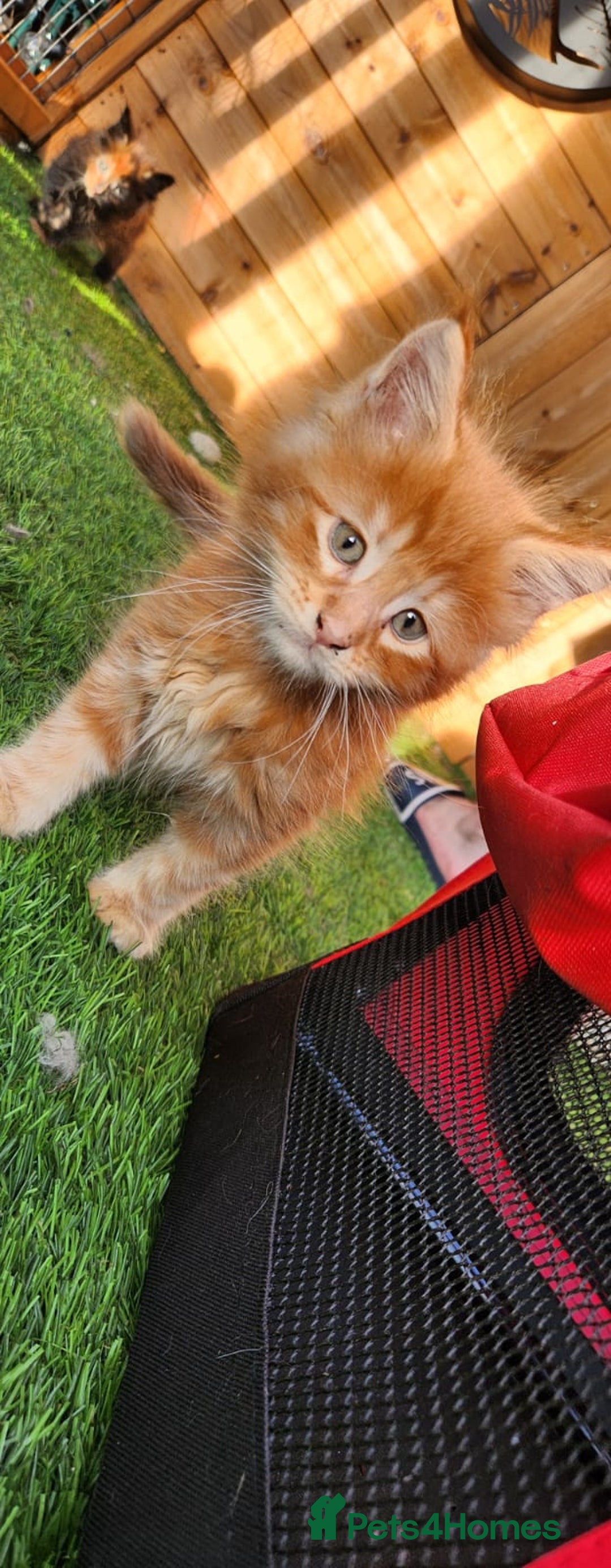 Maine Coon cats for sale: Big maine coon kittens  - Image 22