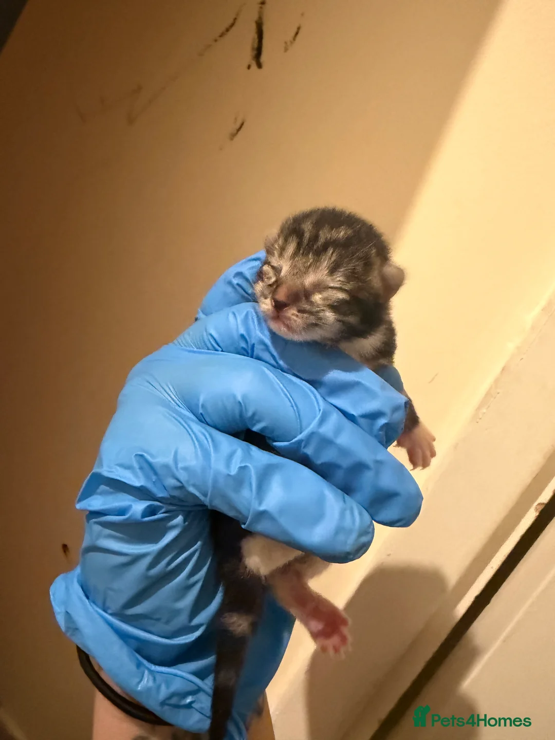 Mixed Breed cats for sale: Beautiful tabby cross bengal kittens - Advert 2