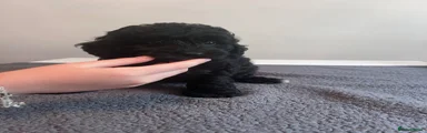 Cockapoo 4