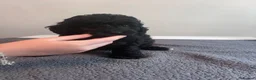 Cockapoo dogs for sale: 🐶 Beautiful F1B Cockapoo Puppies 🐶 - Advert 34