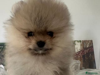 Pomeranian dogs Stunning littler of KC Pom puppies - Advert 4