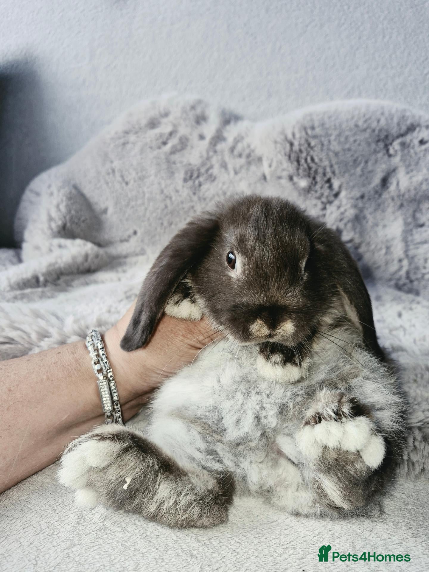 Mini Lop rabbits  Mini Lop  Only 1 boy  are left. - Advert 14