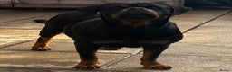 Rottweiler dogs for sale: Rottweiler Puppies  - Advert 3