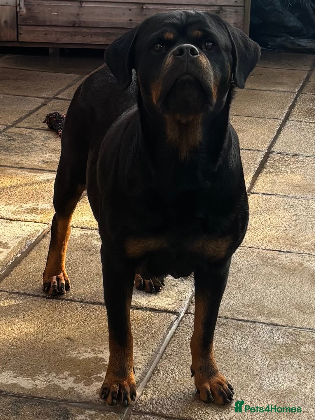 Rottweiler dogs for sale: Rottweiler Puppies  - Advert 3