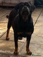 Rottweiler dogs Top Quality Rottweiler Puppies - Advert 6