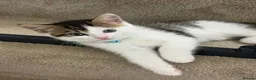 Mixed Breed cats for sale: 3 Gorgeous Kittens Looking for Their Forever Homes - Advert 6