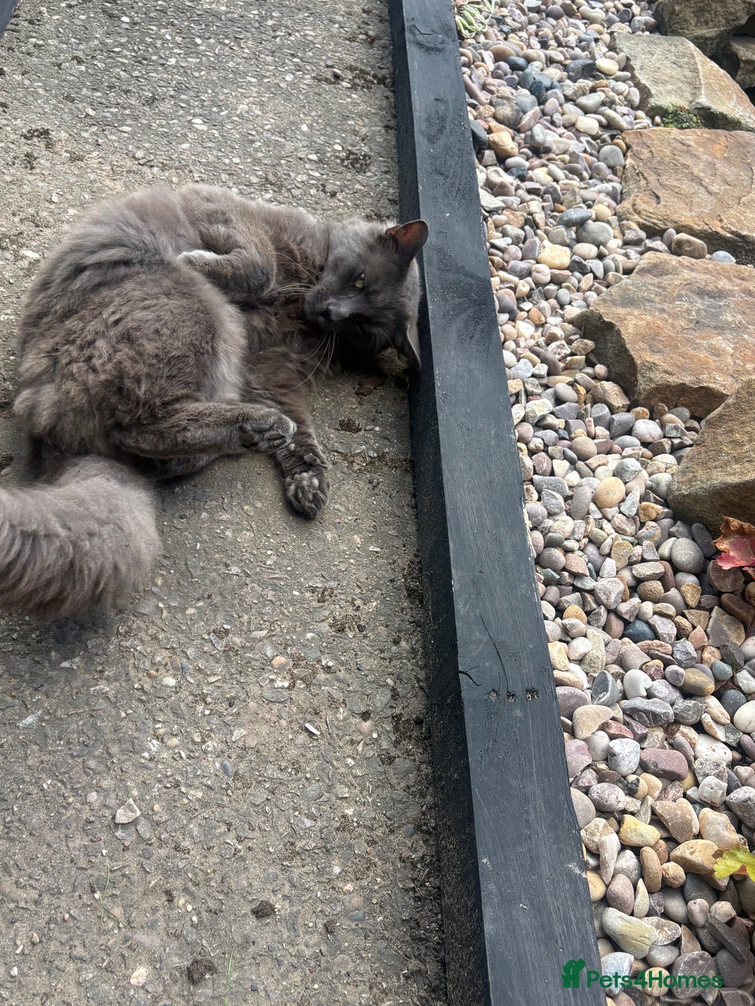 Maine Coon cats for sale: Maine coon cross British longhair kittens - Image 4