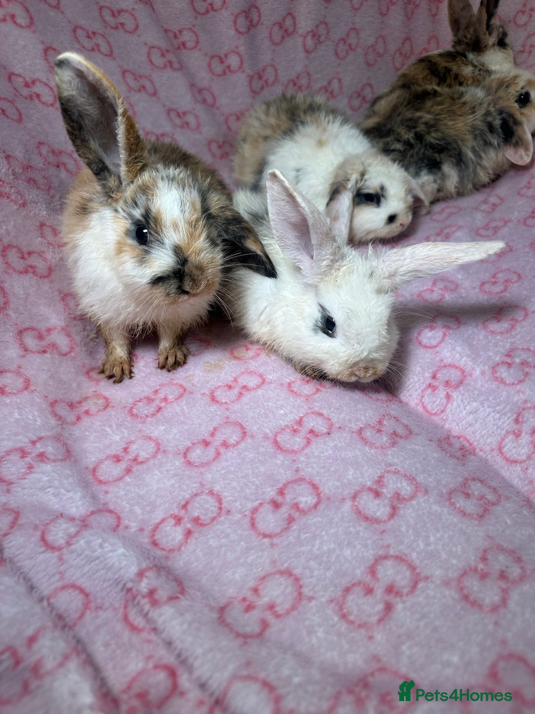 English Lop rabbits for sale: Beautiful rabbits for sale 07840003253  - Image 1