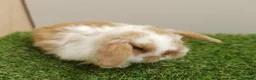 Mini Lop rabbits for sale: VHD- Vaccinated-Mini Lop Baby Rabbits  - Advert 12